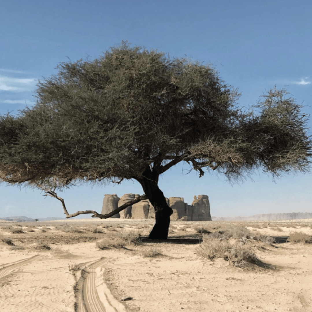 Saudi Arabia in a 3-degrees Warmer World – Climate Futures Report